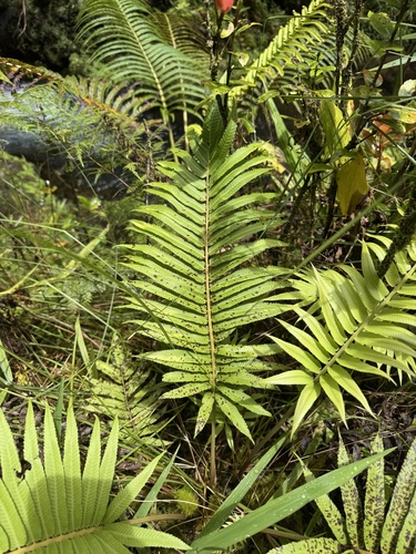 Menisciopsis cyatheoides observed 2025-06-29