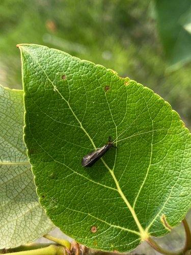 Black Dancer Caddisfly