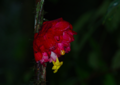 Drymonia coccinea