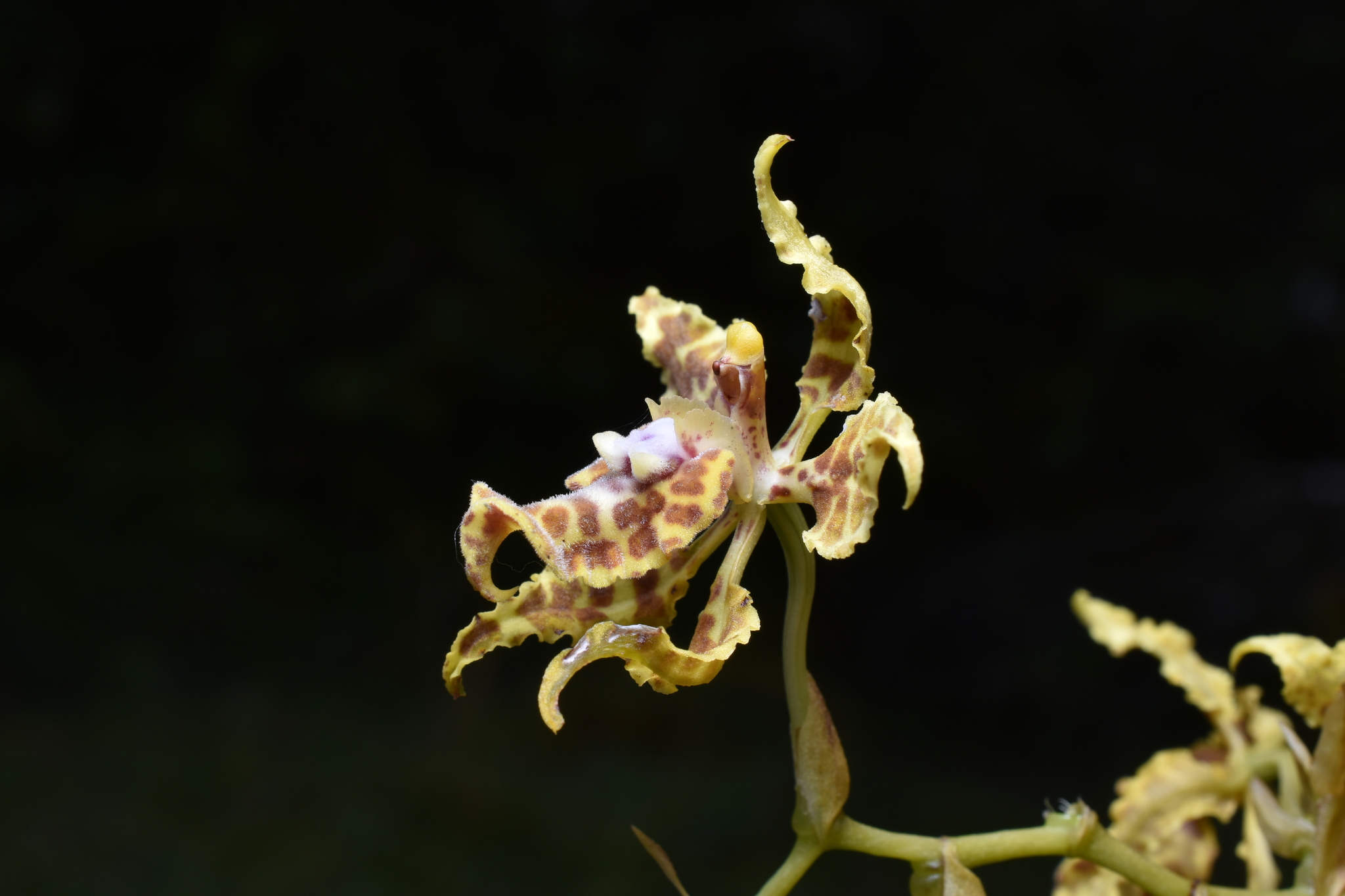 Cyrtochilum tetraplasium (Rchb.f.) Dalström 4