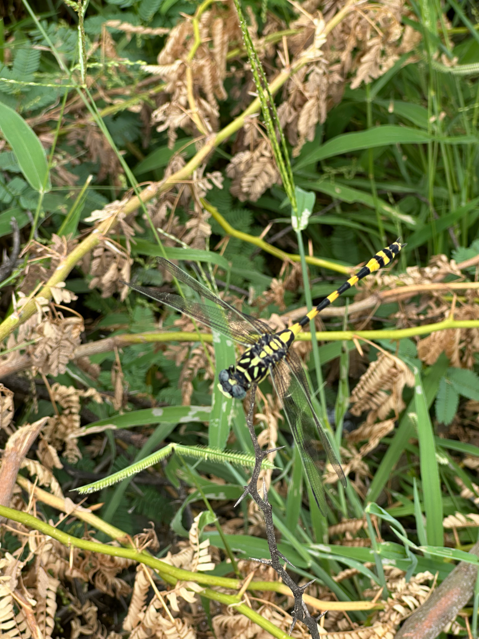 Indian Common Clubtail