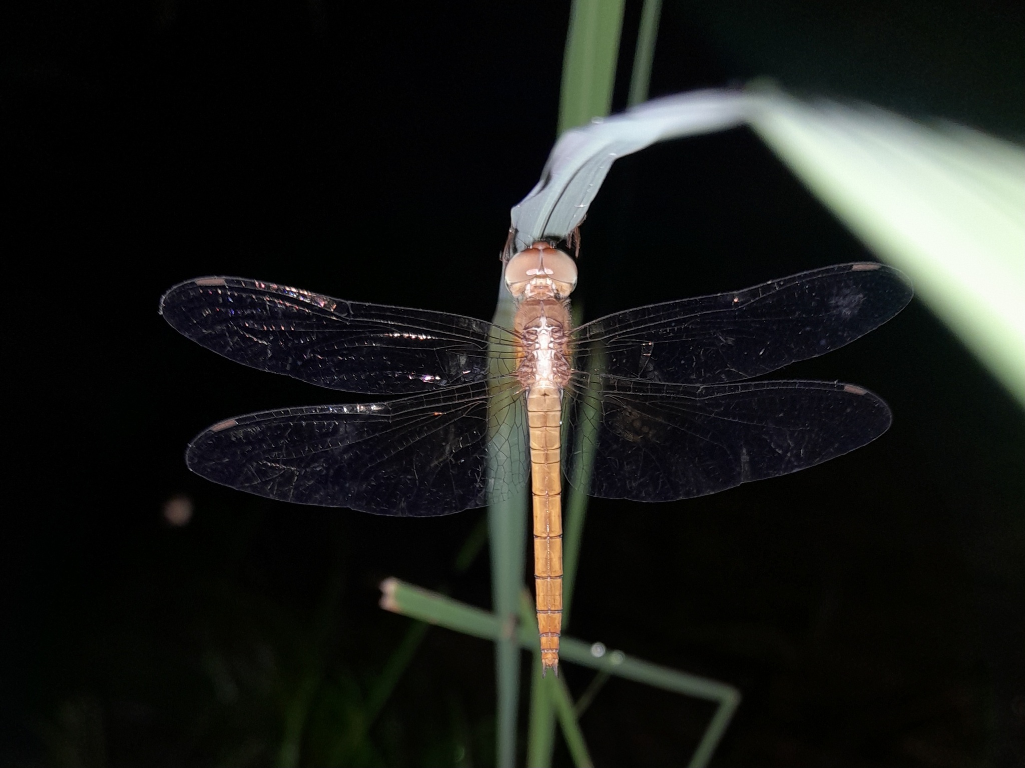 Coral-Tailed Cloudwing