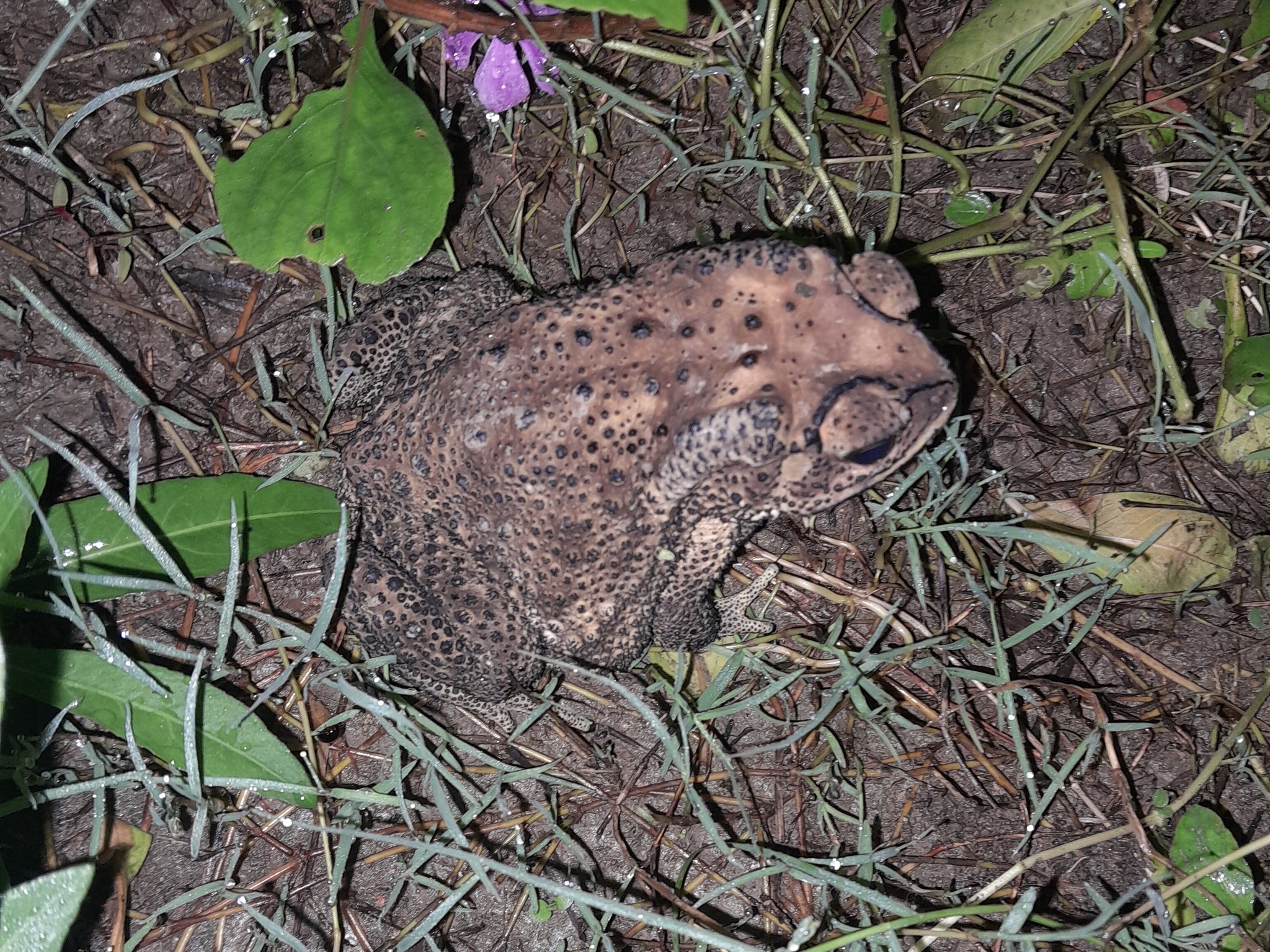 Indian Common True Toad