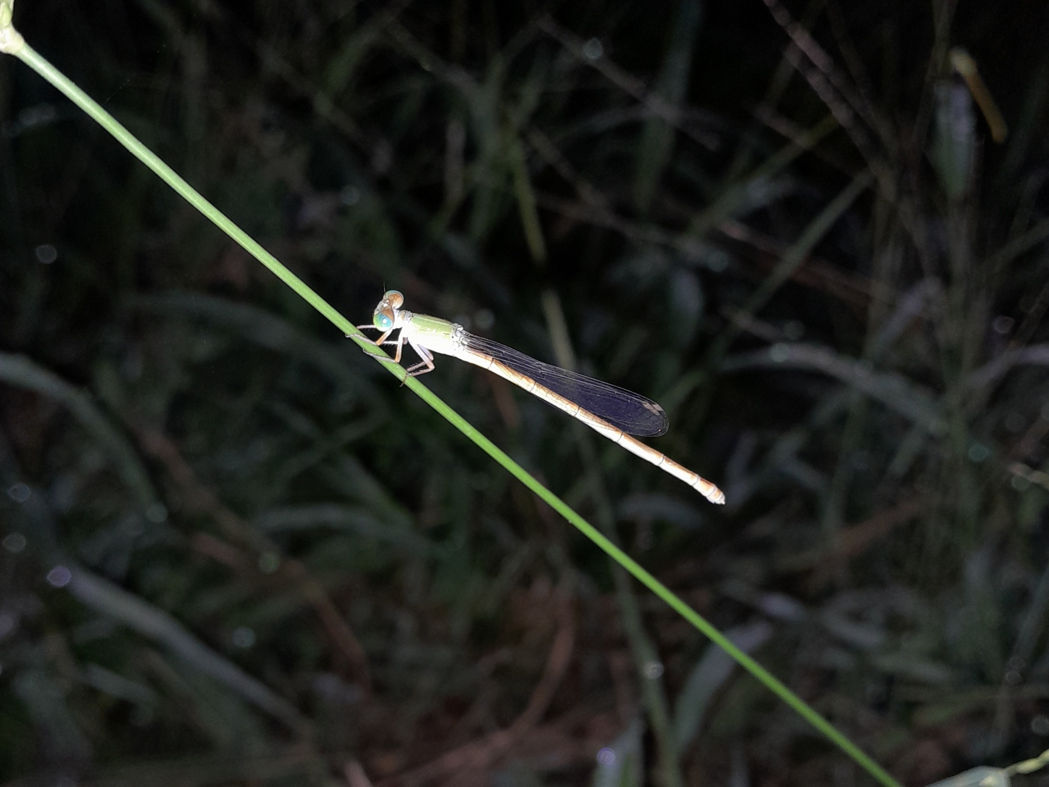 Coromandel Marsh Dart