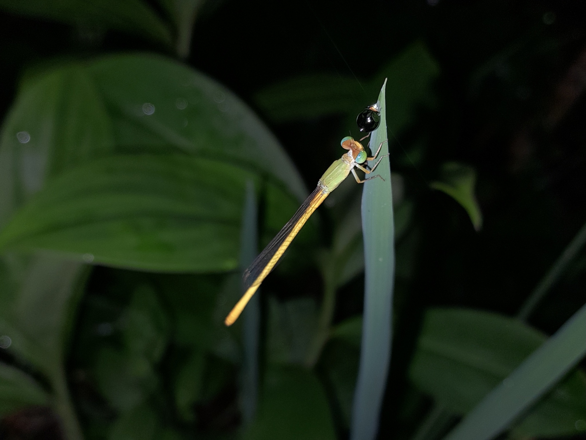 Coromandel Marsh Dart