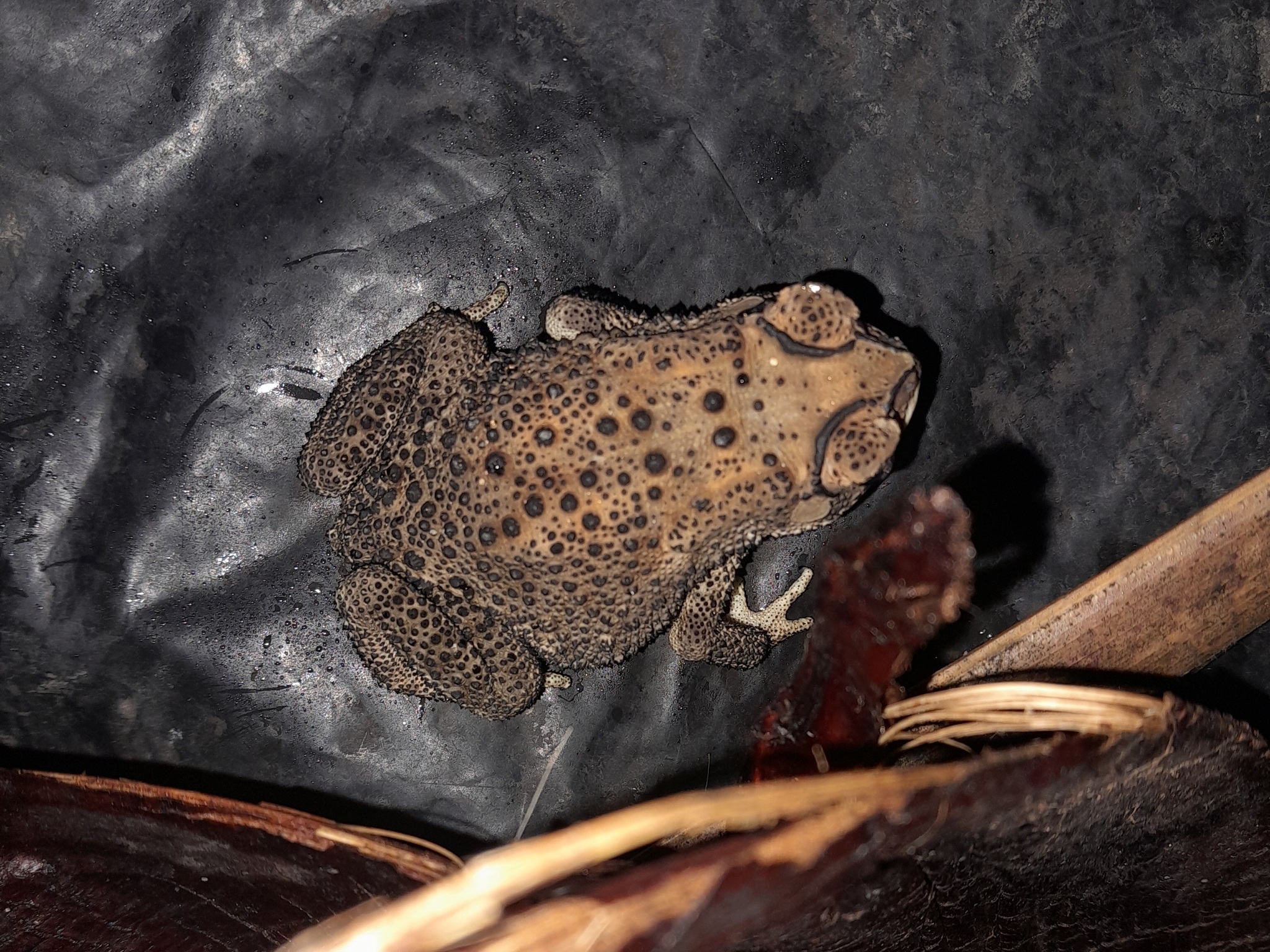 Indian Common True Toad