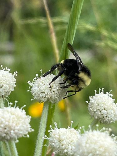 iNaturalist observation photo of Yellow-faced Bumble Bee