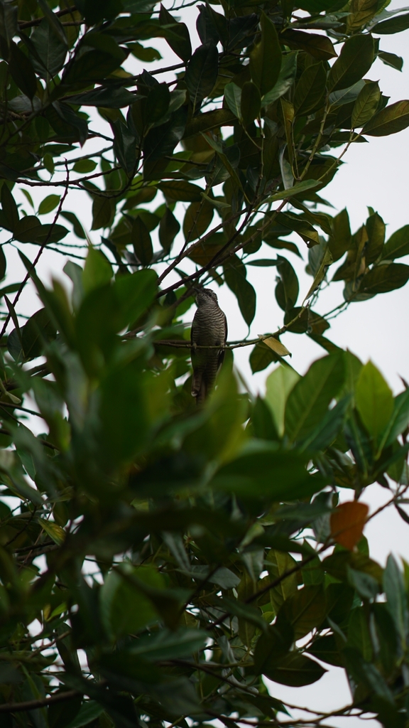 Banded Bay Cuckoo (Cacomantis sonneratii)