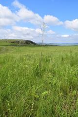Senecio discodregeanus