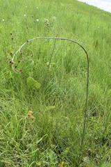 Senecio discodregeanus
