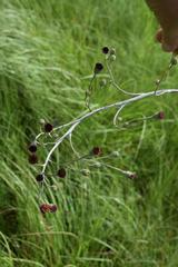 Senecio discodregeanus