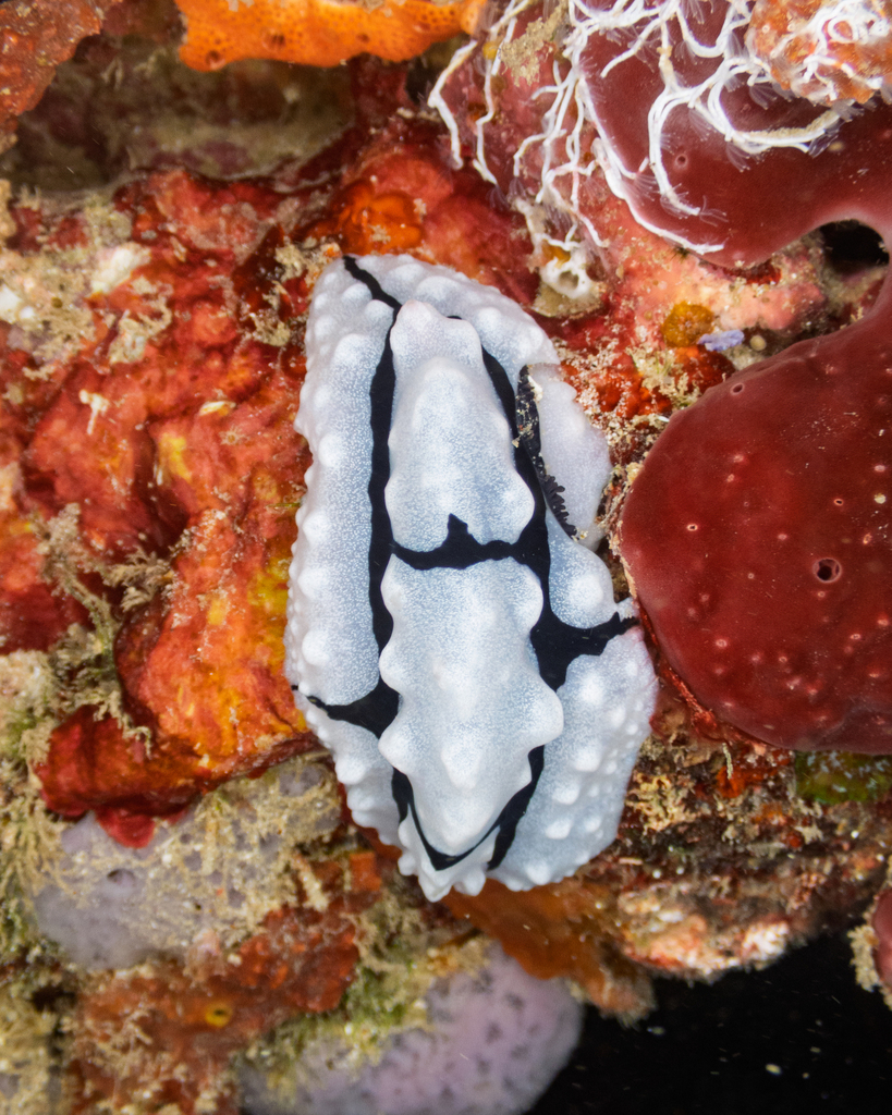 Crested Wart Slug