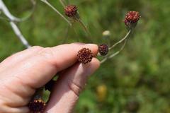 Senecio discodregeanus