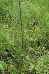 Senecio discodregeanus