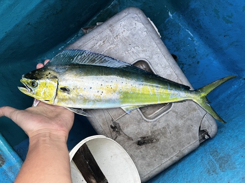 Common Dolphinfish (Coryphaena hippurus)