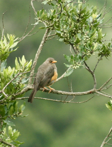 Abyssinian Thrush (Turdus abyssinicus), photo 6