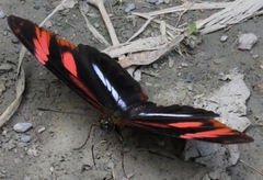 Heliconius telesiphe