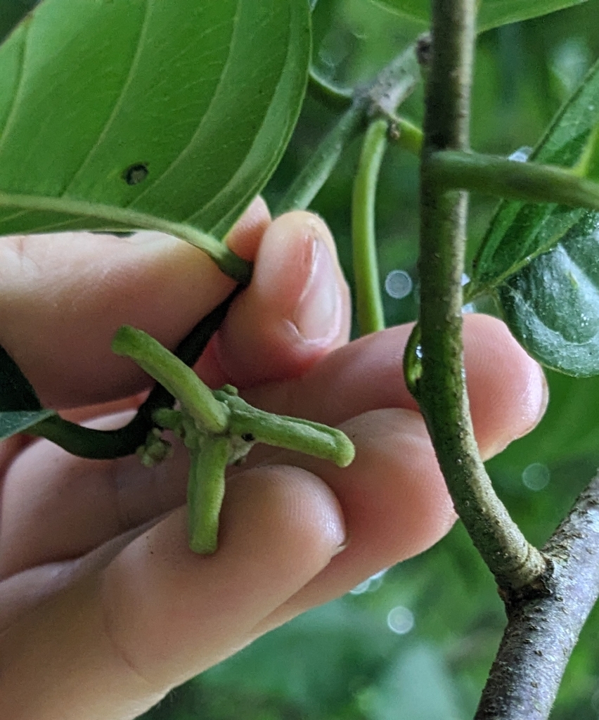 Annona edulis (Annona edulis)