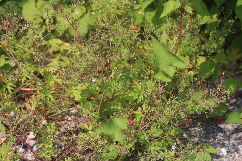 Bicknell's cranesbill (Geranium bicknellii)