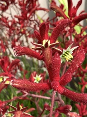 Anigozanthos