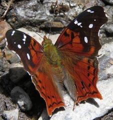 Hypanartia kefersteini