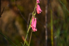 Penstemon lanceolatus