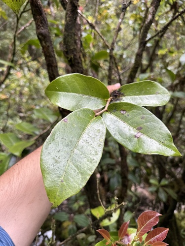 Antidesma platyphyllum observed 2025-06-29