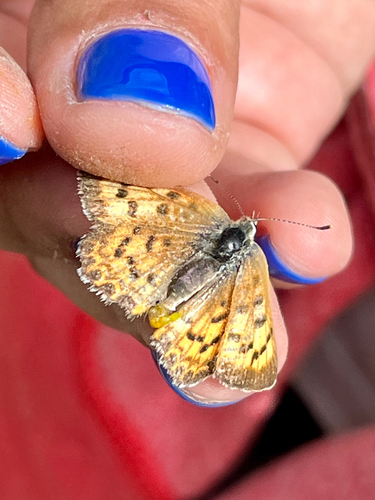iNaturalist observation photo of Lilac-bordered Copper