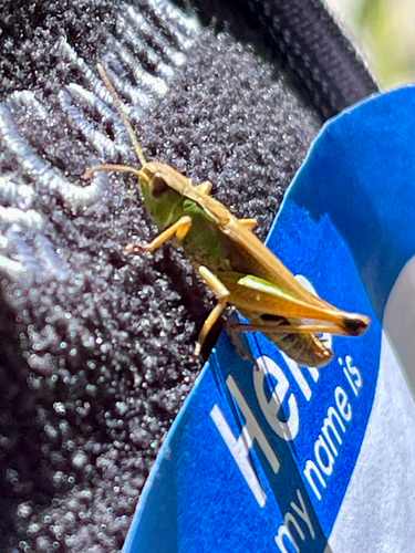 iNaturalist observation photo of Marsh meadow grasshopper