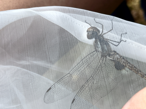 iNaturalist observation photo of Spot-winged Glider