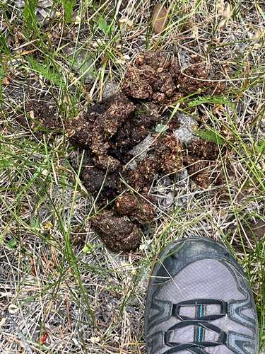 iNaturalist observation photo of American Black Bear
