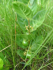 Vangueria venosa