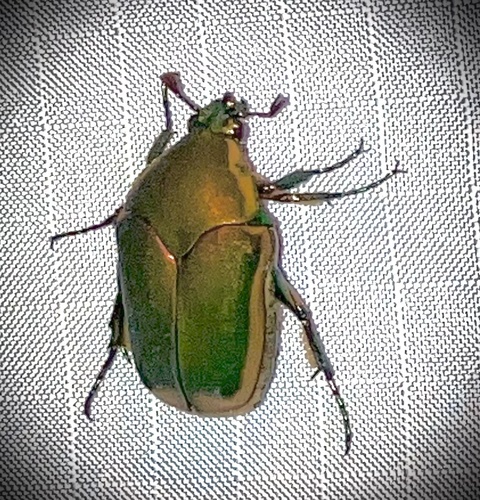 Green June beetle
