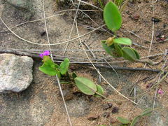 Polygala amatymbica