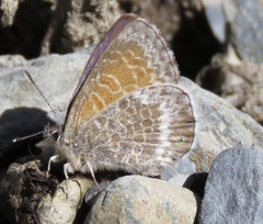 Leptotes callanga