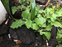 Senecio glomeratus