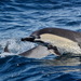 דולפין מצוי - Photo (c) Claudia Komesu,  זכויות יוצרים חלקיות (CC BY-NC), הועלה על ידי Claudia Komesu