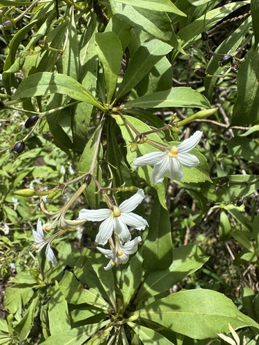 Scaevola gaudichaudiana observed 2025-06-29