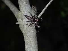 Sandalodes bipenicillatus