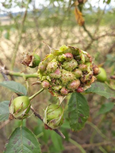 How to identify Diplolepis fructuum (Rubsaamen, 1896)