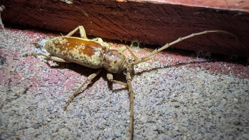 Red Oak Borer photo 3