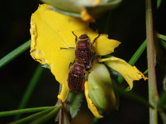 Diphucephala aurulenta