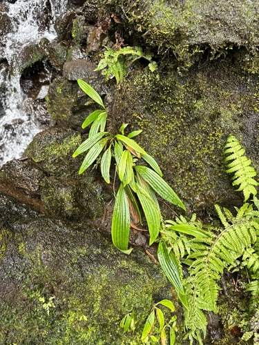 Plantago princeps observed 2025-06-29