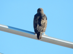 Buteo jamaicensis