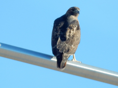 Buteo jamaicensis