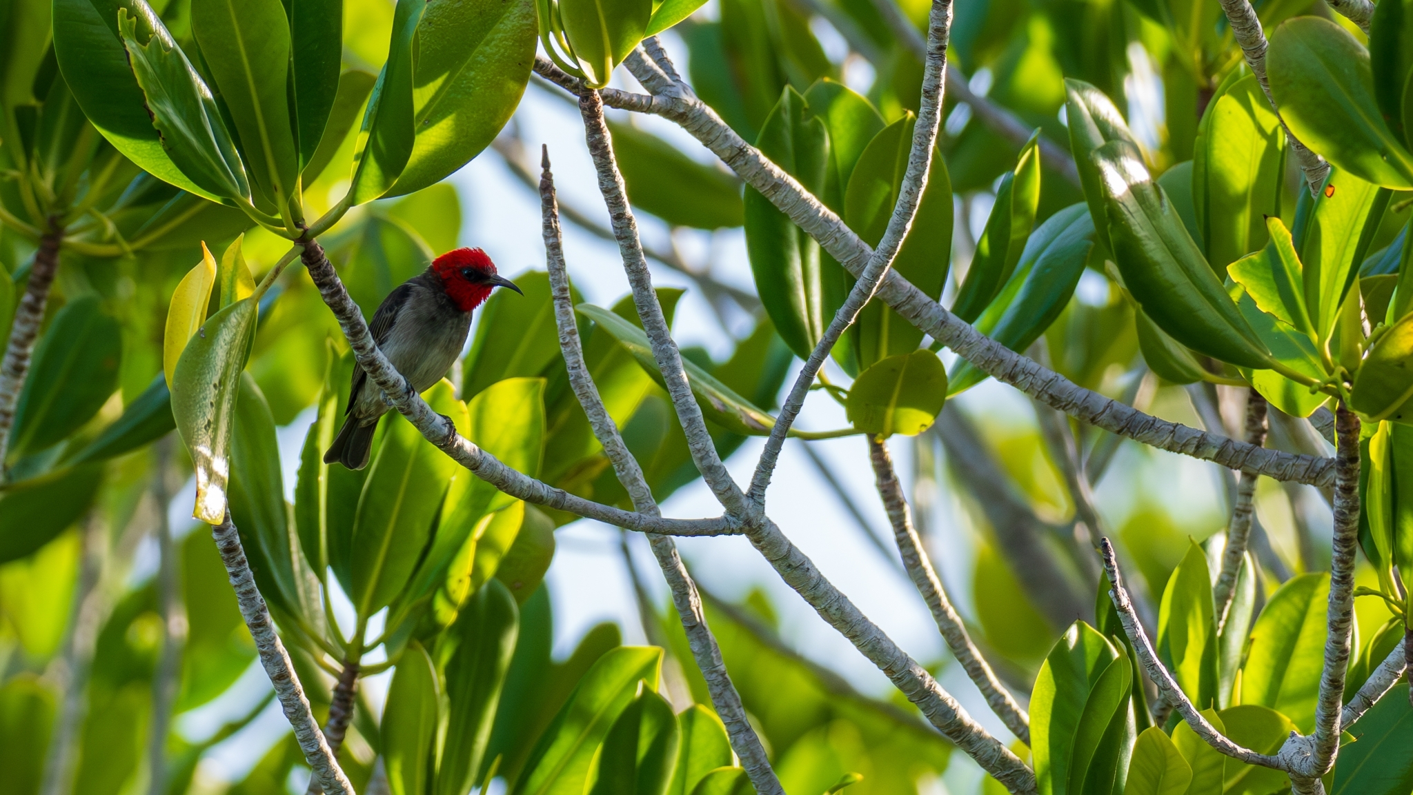 Red-headed Myzomela (Myzomela erythrocephala), photo 9
