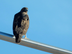 Buteo jamaicensis