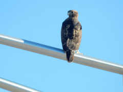 Buteo jamaicensis