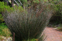 Thamnochortus insignis