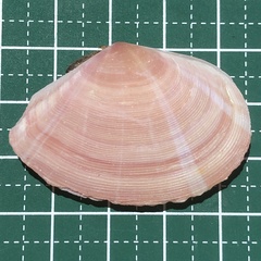 Tellinella virgata